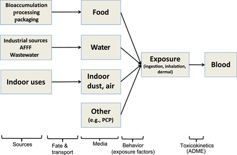 Schematic of exposure assessment steps for humans that relates poly- and perfluoroalkyl substance (PFAS) sources to exposure media and internal concentrations of PFAS in blood.