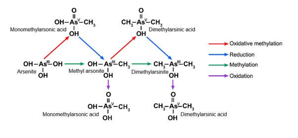 This is a diagram showing the pathways of arsenic  metabolism.