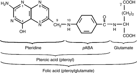 Figure 2, the structure of monoglutamate synthetic folic acid. Source: Andlid et al. (2017). A black and white line drawing of the chemical stricture. 