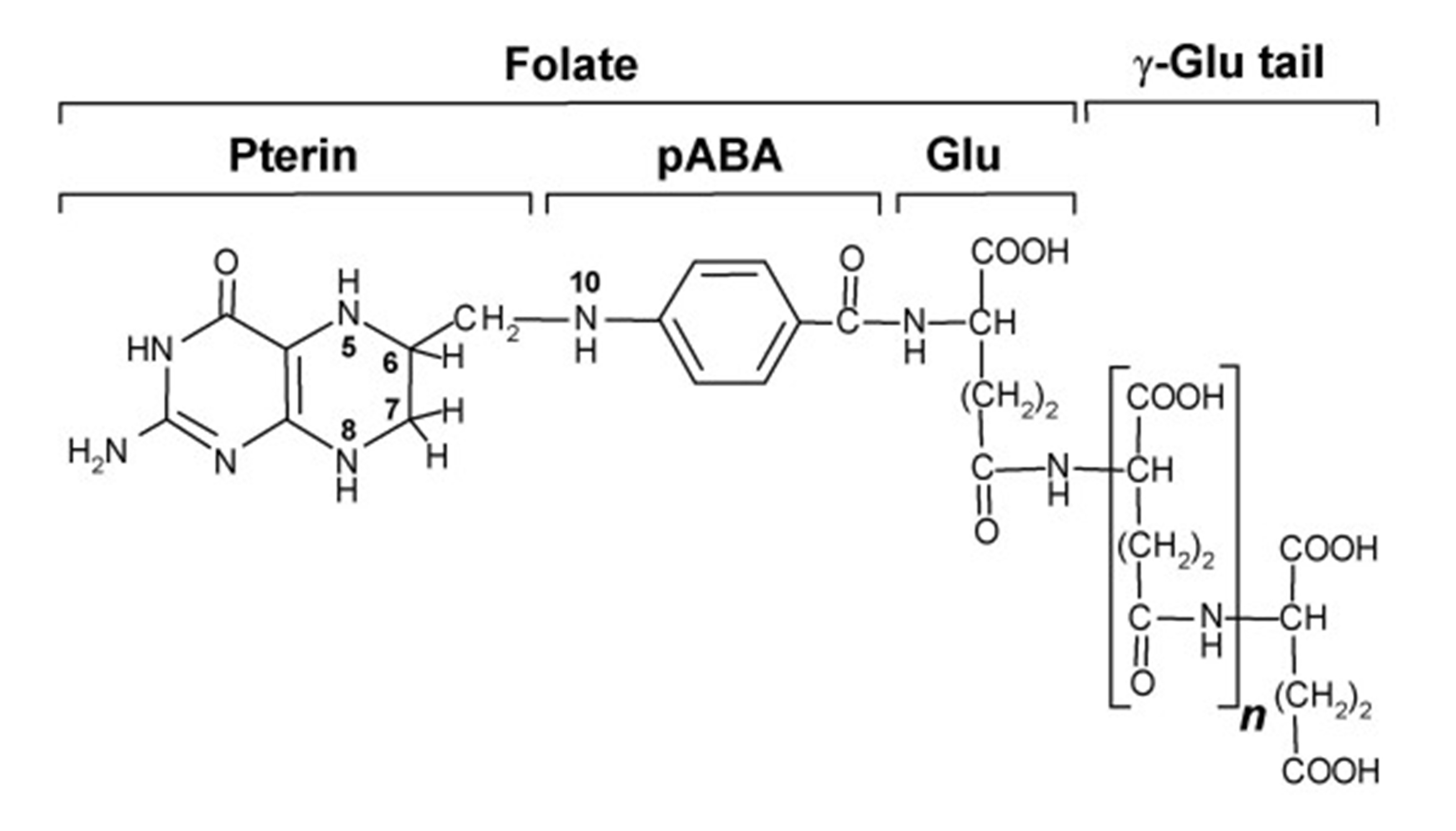 The structure of natural folate found in food, tetrahydrofolate (THF). Source: Crécy-Lagard et al. (2007). 