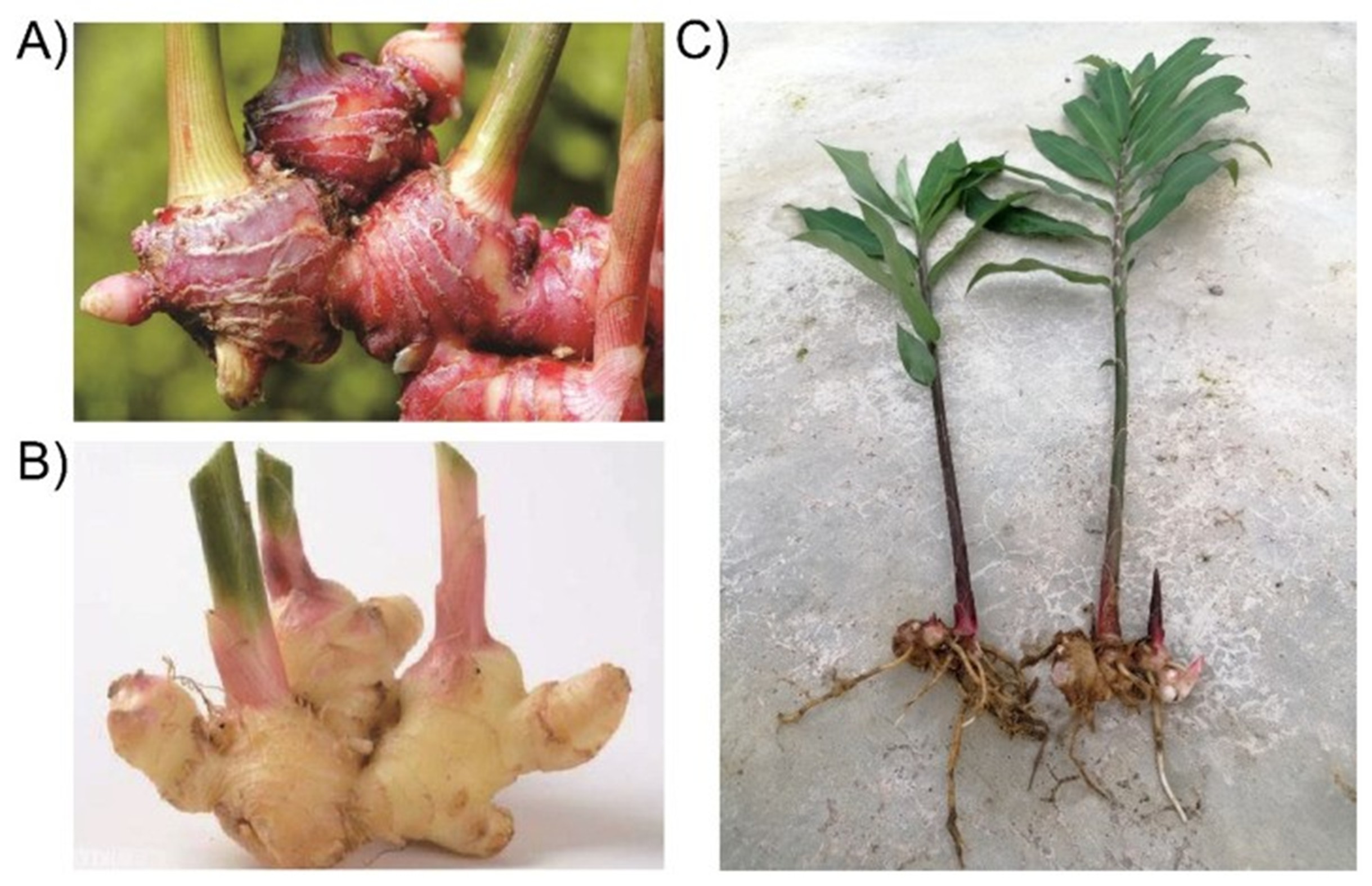 Figure 1 shows 3 photographs of red ginger, common ginger, and the whole plant of red ginger.