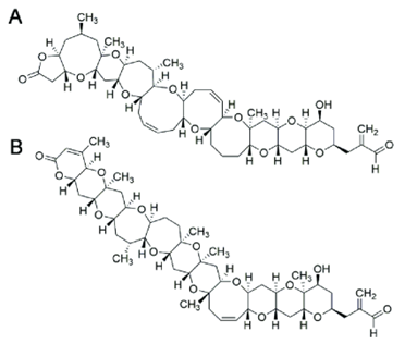 Chemical structures of brevetoxins 1 and 2.
