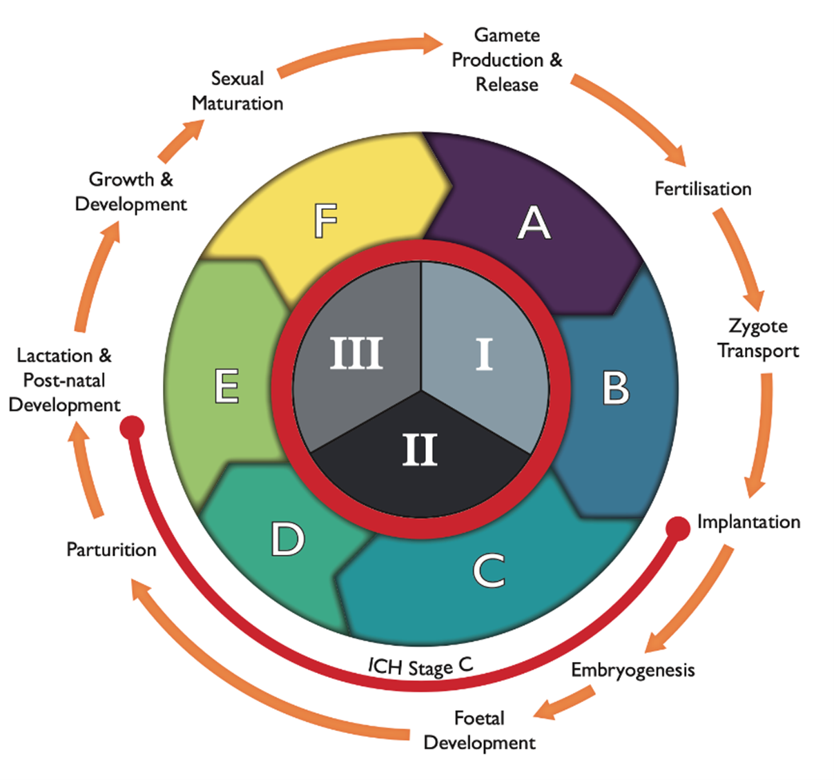 This figures shows the reproductive and developmental cycle.