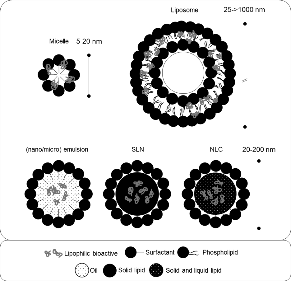 Figure 1 provides a schematic overview of the lipid-based formulations described in the text. It visualises the structure of these systems in terms of their components, including surfactants, phospholipids, and bioactive cargo. Micelles, liposomes, micro/nanoemulsions, solid lipid nanoparticles, and nanostructured lipid carriers are displayed. These structures are spherical droplets of different sizes that entrap lipophilic bioactive molecules in their core, or in the lipid bilayer in the case of liposomes.