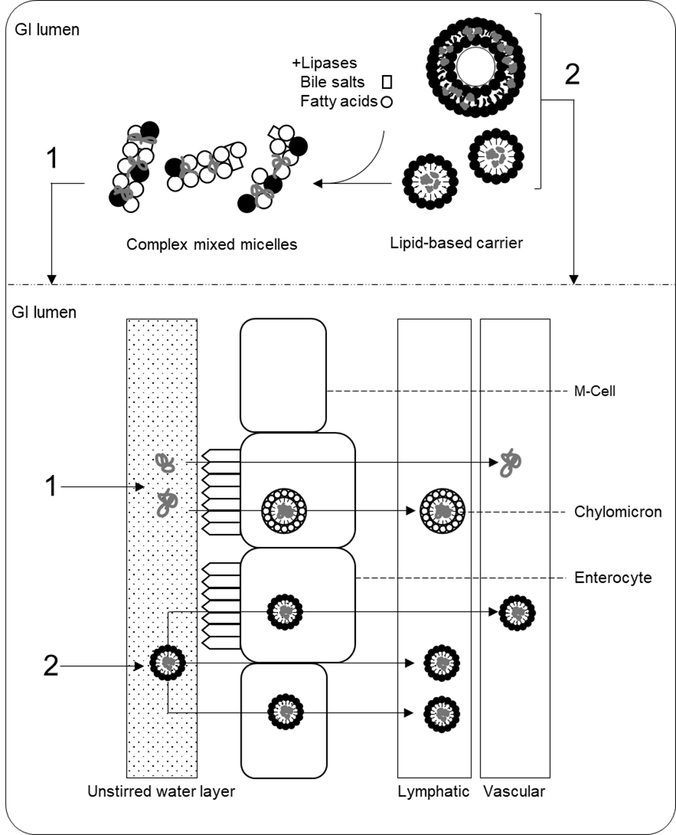 Figure 2 provides a schematic representation of the biological absorption of bioactive molecules formulated in lipid-based systems within the gastrointestinal tract. It provides a visualisation of the partial digestion of these systems, their incorporation into complex mixed micelles with the addition of endogenous bile salts and fatty acids, and their transport across the unstirred water layer for absorption by enterocytes. These molecules may then be taken up into enterocytes and enter the portal vein. 