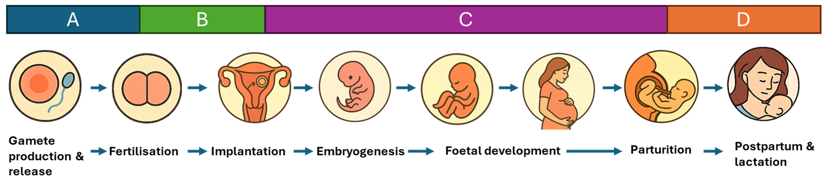 A horizontal timeline diagram illustrating maternal life history stages from preconception to birth. The timeline is divided into four color-coded sections labelled A (blue), B (green), C (purple), and D (orange). Each stage is represented by circular icons showing preconception, implantation, embryonic development, pregnancy and a breastfeeding woman, with arrows indicating progression.